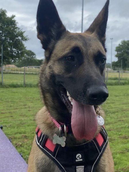 L' Oasis des Truffes & Déclic dog jp - photo 2