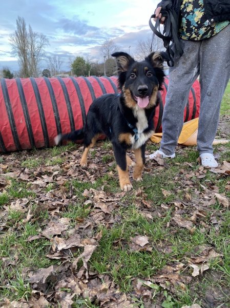 L' Oasis des Truffes & Déclic dog jp - photo 3