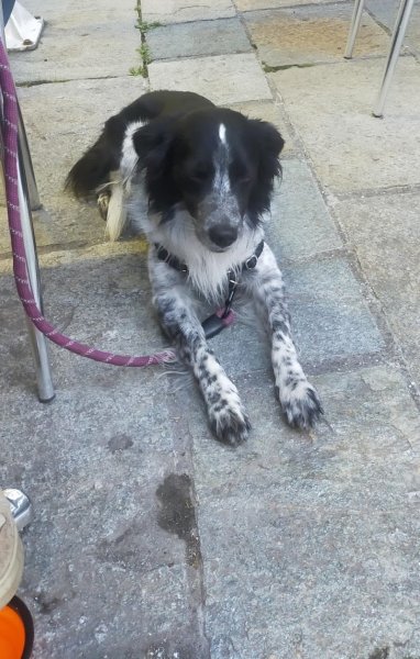 Cani''nox - éducateur comportementaliste canin - photo 1