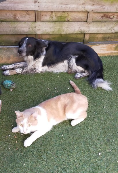 Cani''nox - éducateur comportementaliste canin - photo 2