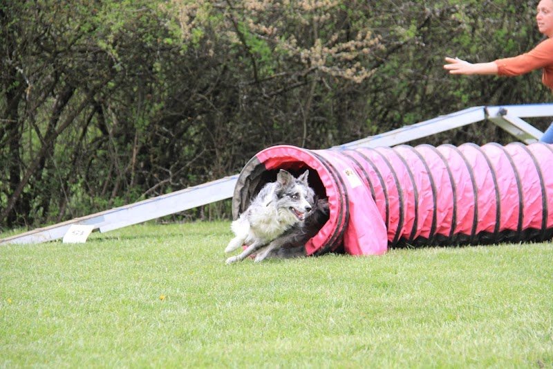 Assoc. Chiens sportifs du Granier - Éducation canine en Savoie - photo 2