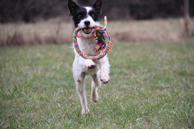 Assoc. Chiens sportifs du Granier - Éducation canine en Savoie - photo 3
