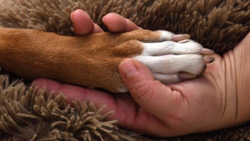 Salon de Toilettage Jenny Dog et Company