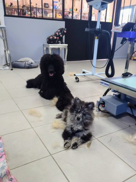 Salon de Toilettage Jenny Dog et Company - photo 2