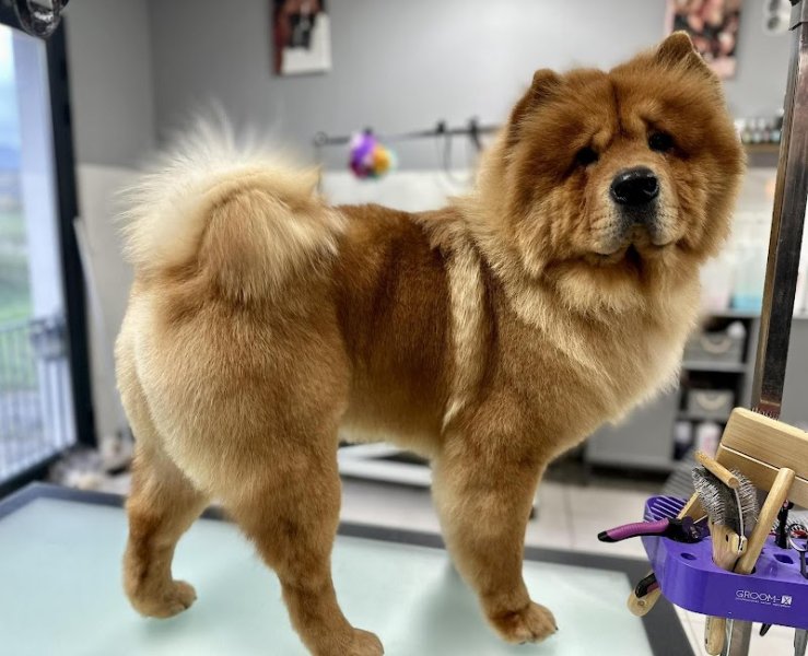 Salon de Toilettage Jenny Dog et Company - photo 3