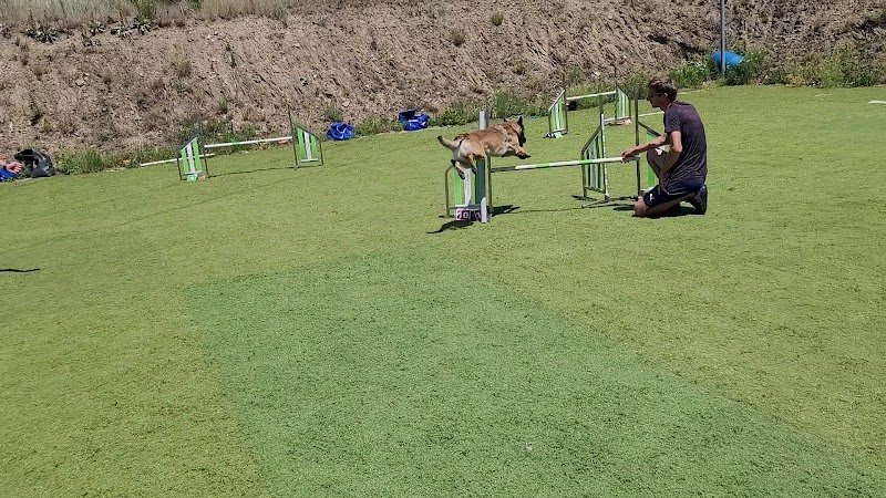 Agility School - photo 3