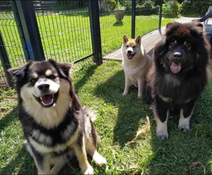 Garderie Canine de l'olympe - photo 2