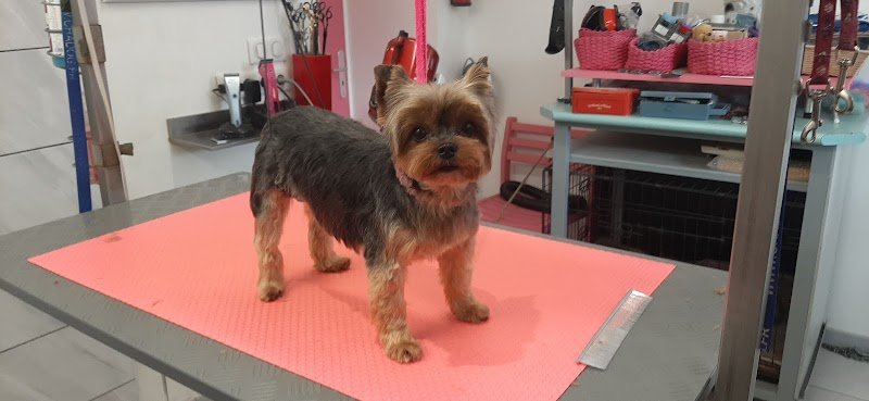 Passion Beauté Canine - photo 1