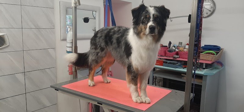 Passion Beauté Canine - photo 3