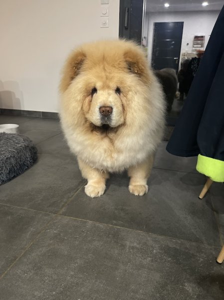 Toutou baigne, Toilettage canin, Vercors - photo 2