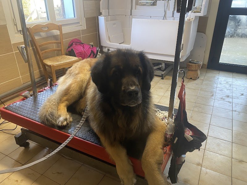 Toutou baigne, Toilettage canin, Vercors - photo 3