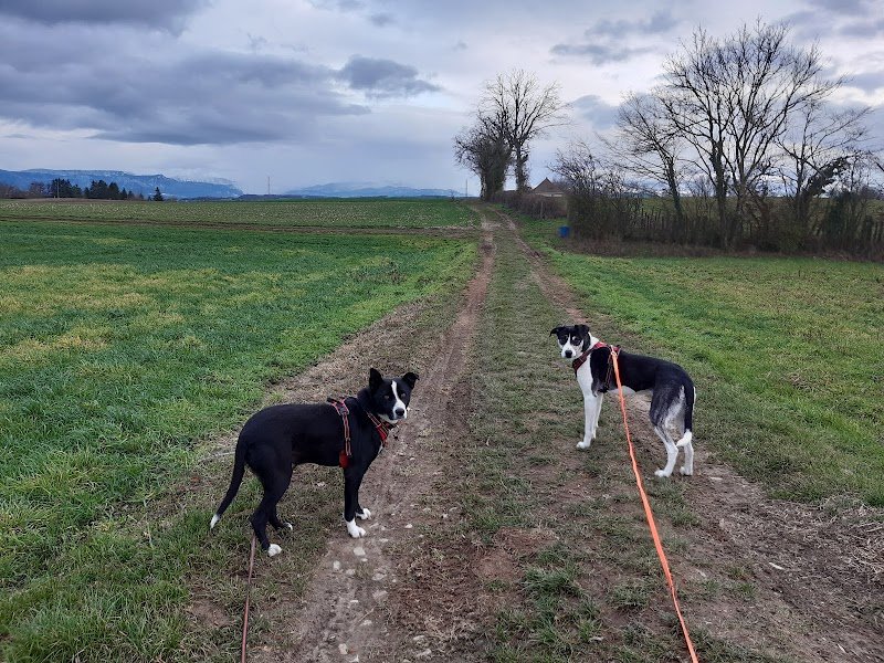 DEC Pension Canine - photo 1