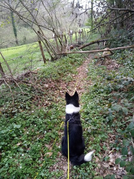 DEC Pension Canine - photo 2