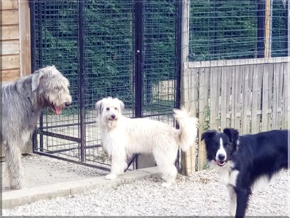 DEC Pension Canine - photo 3