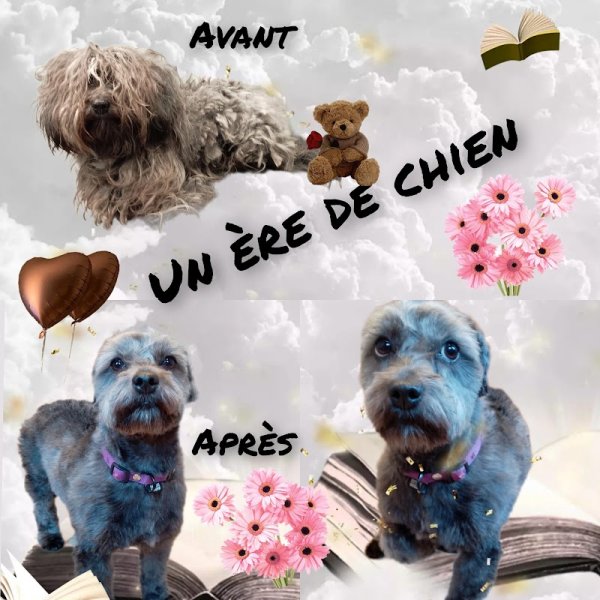 Un ère de chien joane toilettage canin sur Tencin - photo 2