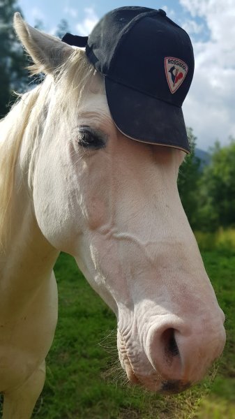 Charlotte et les Chérubins - Comportementaliste équin - photo 2