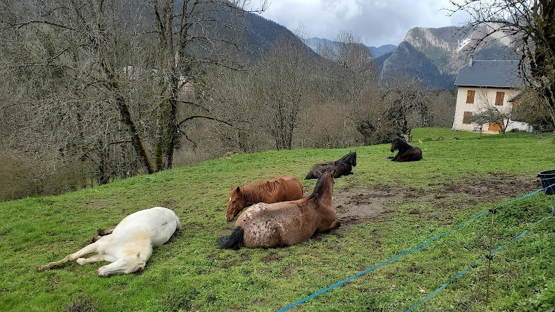 Charlotte et les Chérubins - Comportementaliste équin - photo 3
