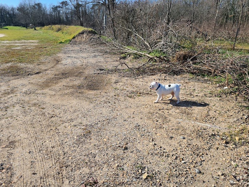 Club Canin Viens Dans Mes pattes