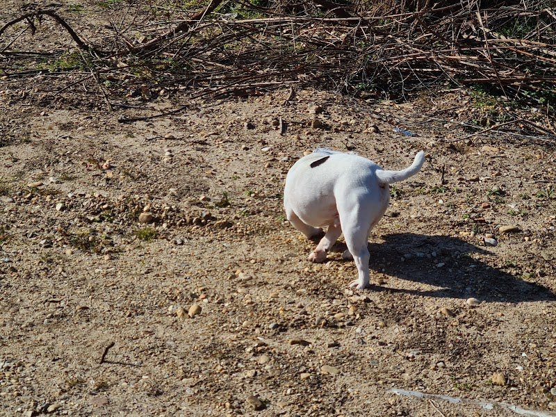 Club Canin Viens Dans Mes pattes - photo 2