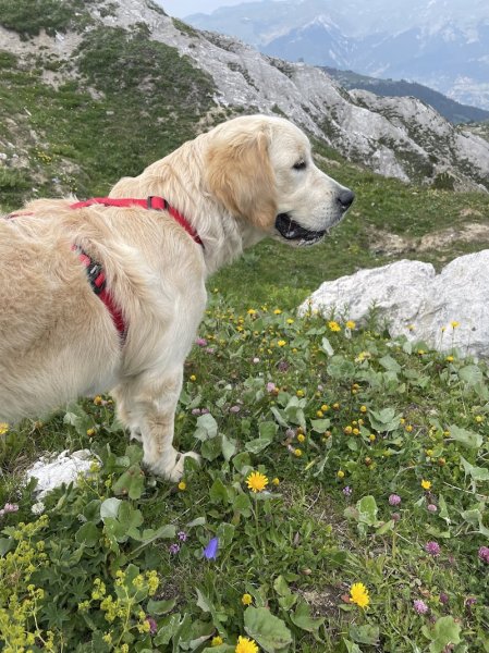 Yunta • Éducation et Comportement du chien de famille - photo 1