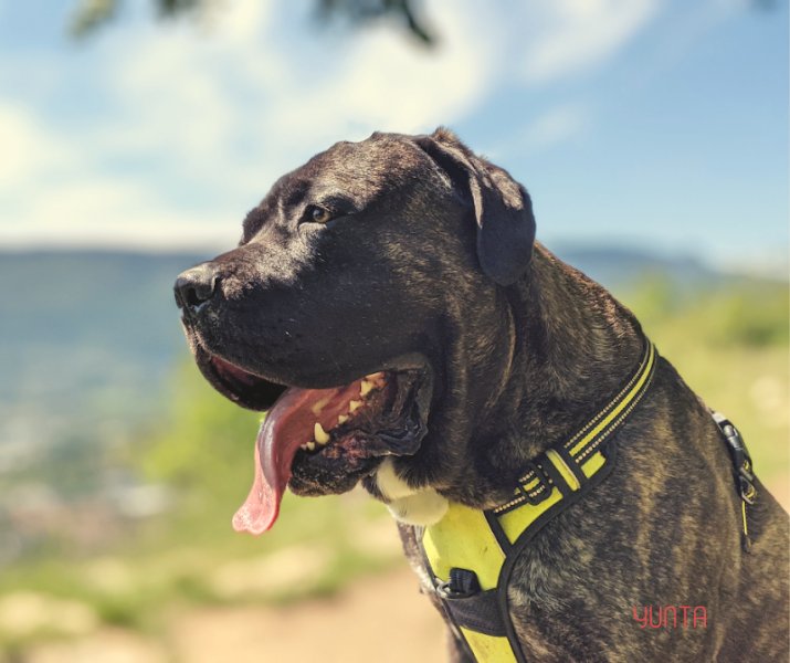Yunta • Éducation et Comportement du chien de famille - photo 3
