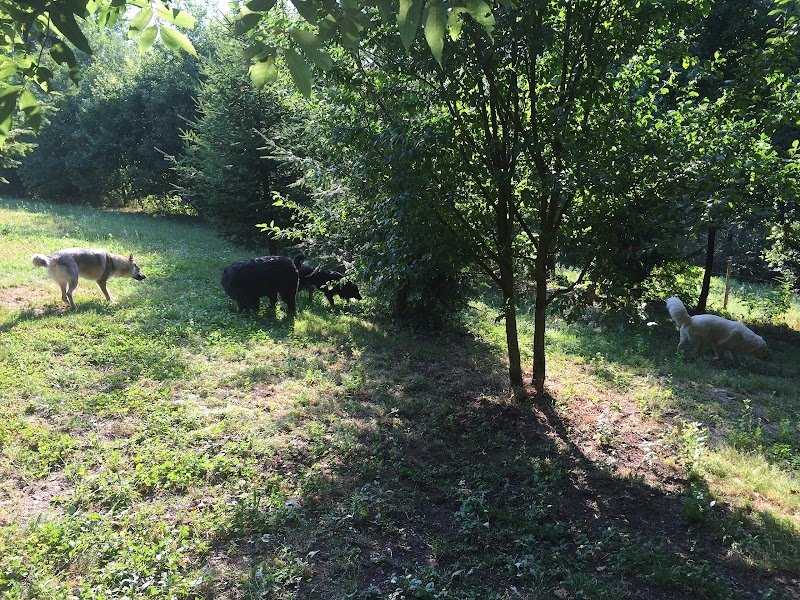 Pension Éducation Élevage Canine Savoie du domaine des crocs de Nessy - photo 2