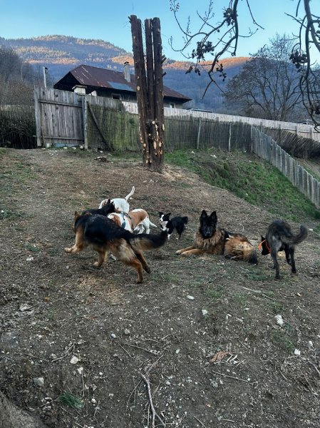 Pension Éducation Élevage Canine Savoie du domaine des crocs de Nessy - photo 3