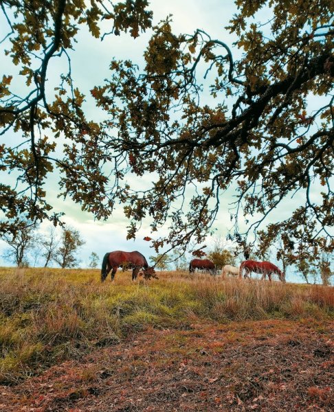 Équitalliance - École De Comportementaliste Équin