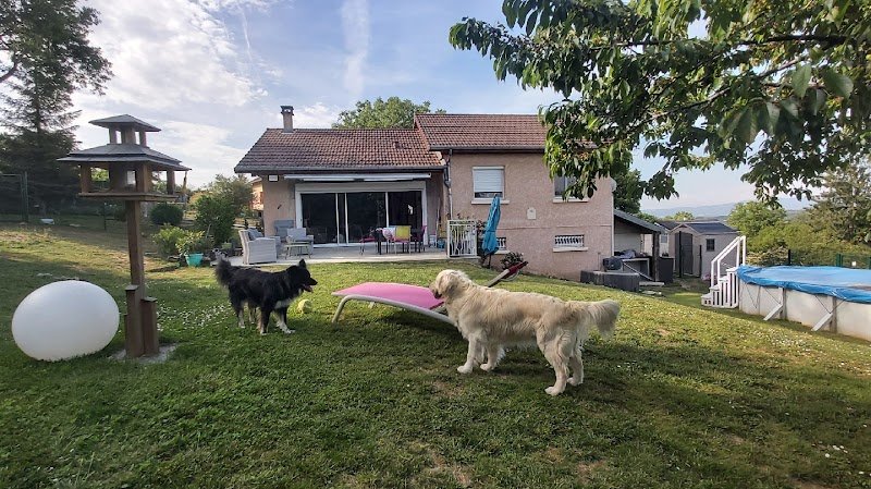 Au royaume des chiens câlinés - photo 1