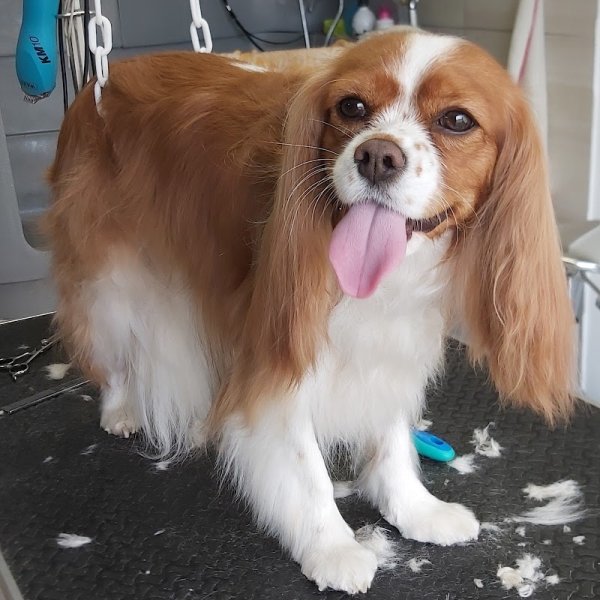 Au royaume des chiens câlinés - photo 2