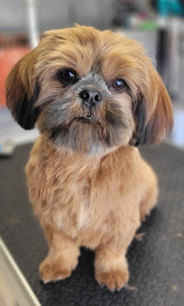 Au royaume des chiens câlinés - photo 3