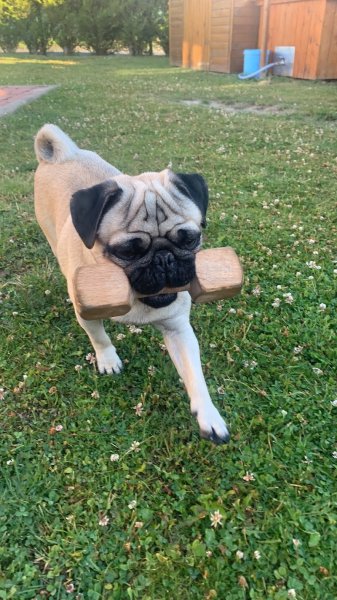 Club canin de l'arbre de Condé - photo 2