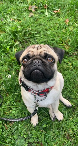 Club canin de l'arbre de Condé - photo 3