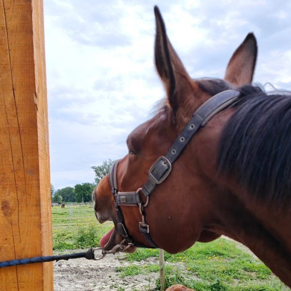 Strippoli Vanessa - Ostéopathe animalier (équin, canin) et physiothérapeute équin Grenoble (Isère)/Chambéry (Savoie) - photo 3