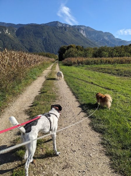 Pension canine familiale Tullins, 4 pattes en famille