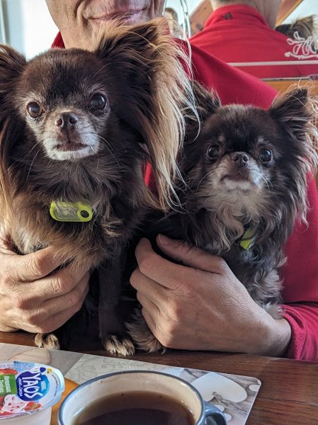 Pension canine familiale Tullins, 4 pattes en famille - photo 2