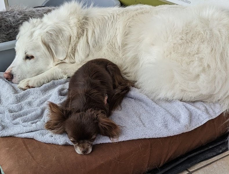 Pension canine familiale Tullins, 4 pattes en famille - photo 3