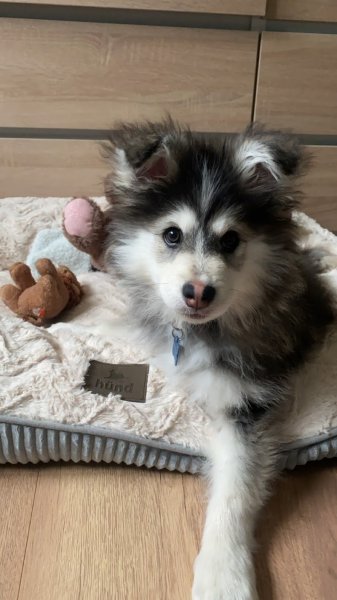 LES LOUPS DE LAPONIE - ELEVAGE CANIN - photo 1