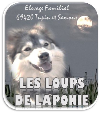 LES LOUPS DE LAPONIE - ELEVAGE CANIN - photo 2