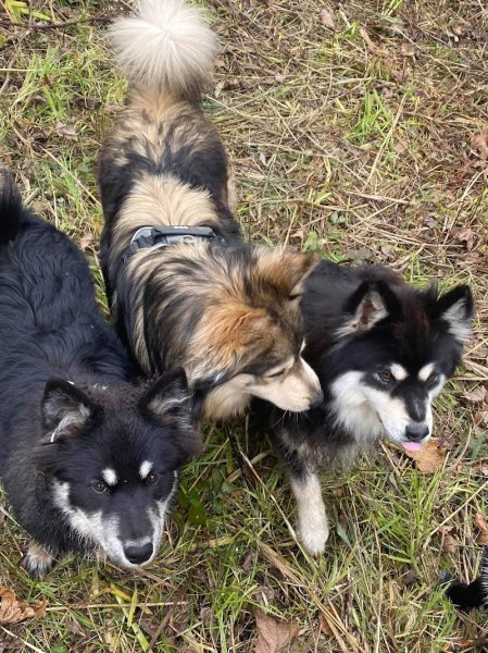 LES LOUPS DE LAPONIE - ELEVAGE CANIN - photo 3