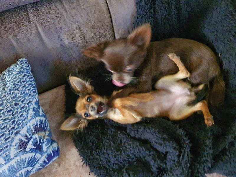 SweetyDog - garderie de chiens en famille à la maison - pour chiens sociables