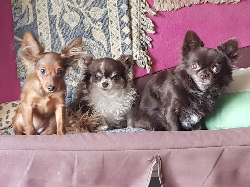 SweetyDog - garderie de chiens en famille à la maison - pour chiens sociables - photo 2