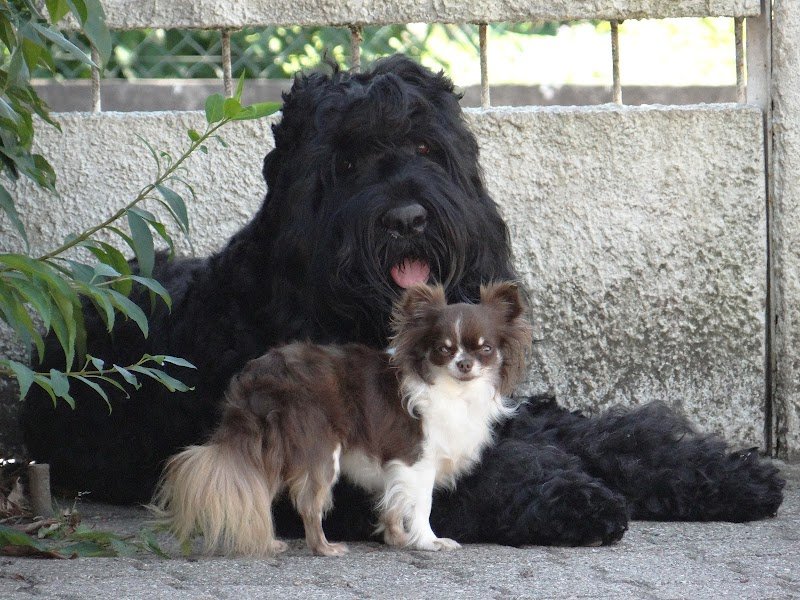 SweetyDog - garderie de chiens en famille à la maison - pour chiens sociables - photo 3