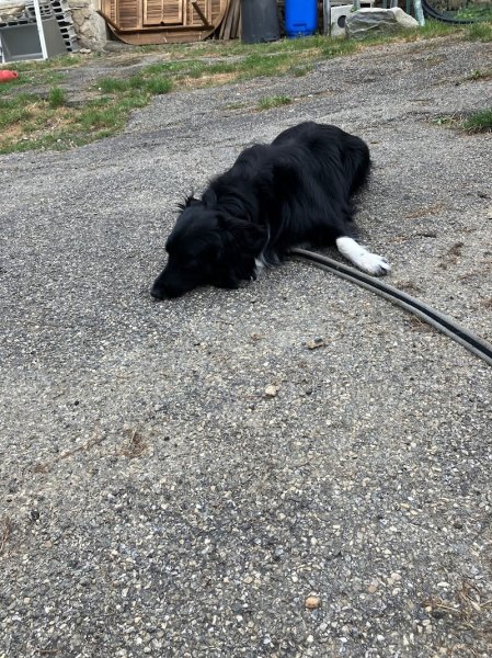 Pension canine de la forêt d'iguacu - photo 1