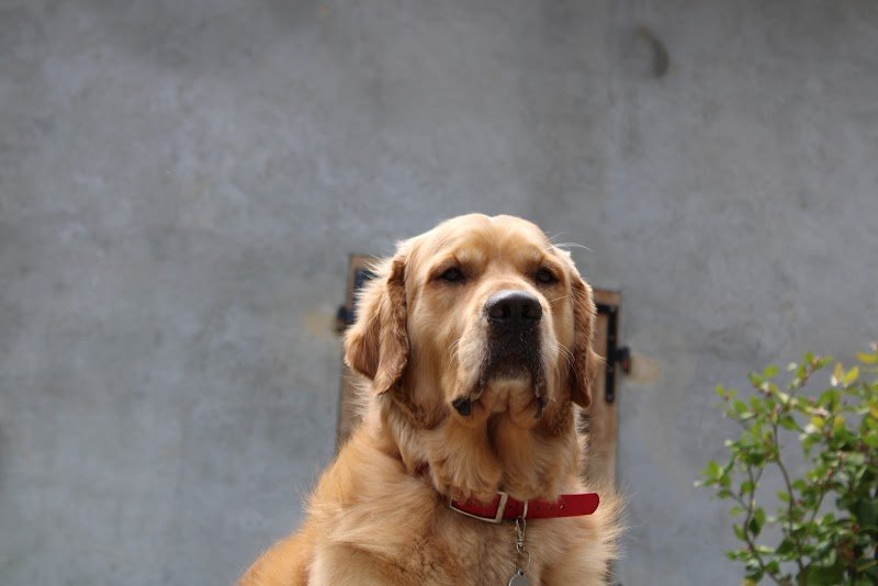 Pension canine de la forêt d'iguacu - photo 2