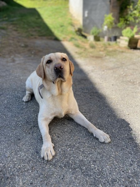 Pension canine de la forêt d'iguacu - photo 3