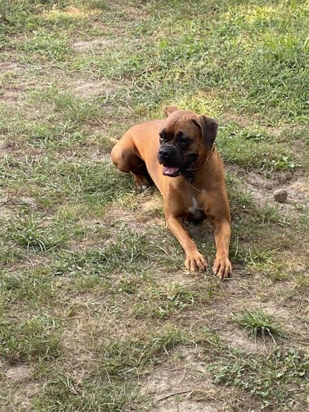 Pension Canine Montseveroux - photo 1