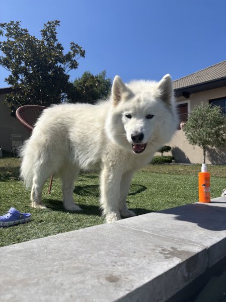 Pension Canine Montseveroux - photo 2