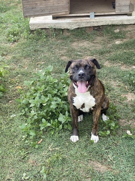 Pension Canine Montseveroux - photo 3