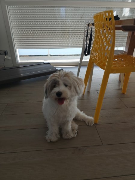 Laeti Dog & Cie - photo 1